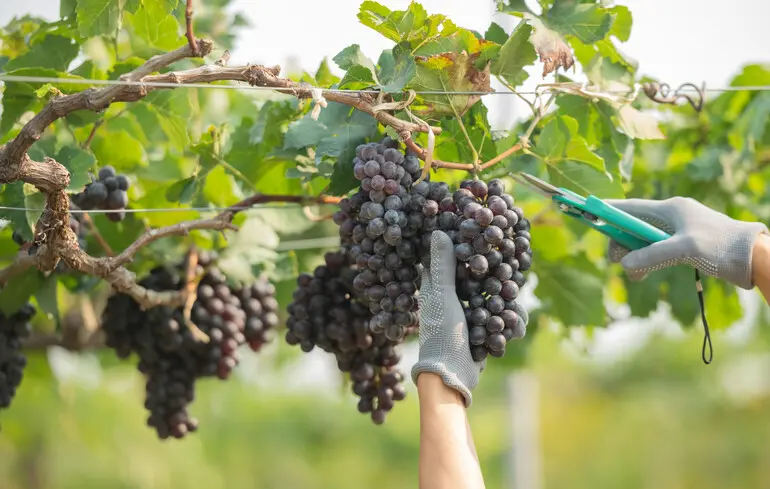 Стратегічна культура бронзової доби - фермери обирали виноград навіть попри кліматичні ризики - новини науки 1