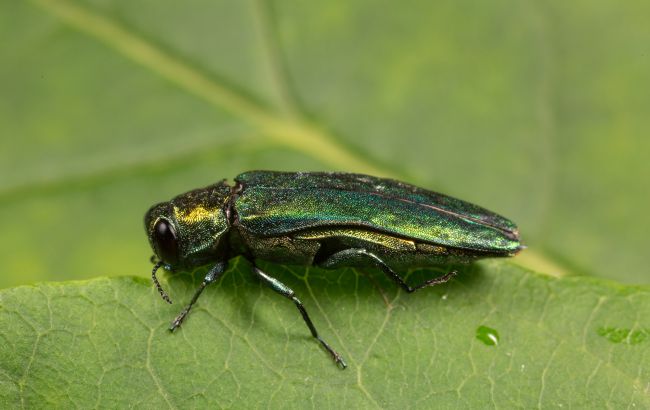 В Україні дерева знищує небезпечний шкідник - що собою являє вузькозлатка ясенева та яку загрозу несе 1