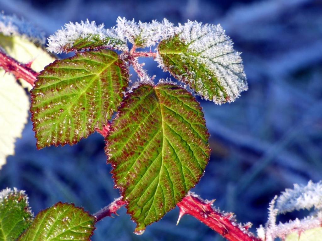 Ужфото Eric Michelat / Pixabay