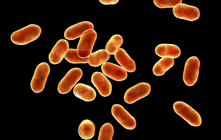 Вчені перетворюють пластик на ліки - генетично змінена кишкова паличка виробляє парацетамол - новини науки 1