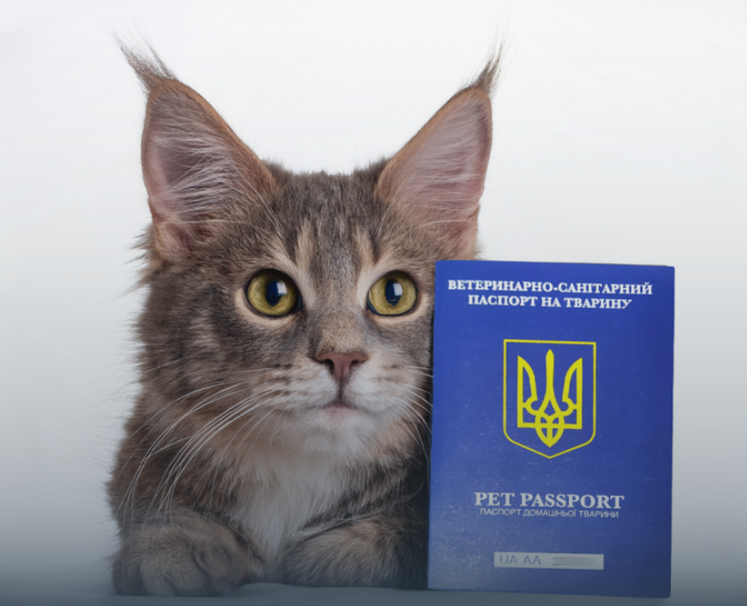 Ветеринарний паспорт для собаки та іншої тварини міжнародного зразка - як отримати 2