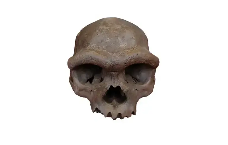 Відкриття китайського черепа зрушує часову шкалу походження Homo sapiens - денисівці з’явилися на сотні тисяч років раніше - новини науки 1