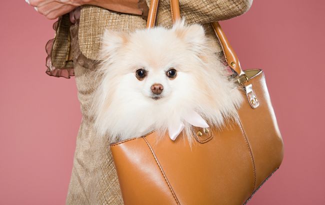 З тваринами до кафе чи магазину - які правила діють у Києві та за що можуть оштрафувати 1