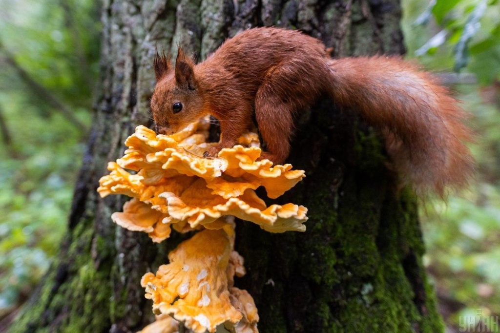 23фото УНІАН