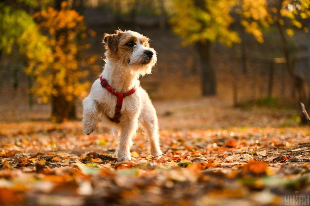 15фото УНІАН