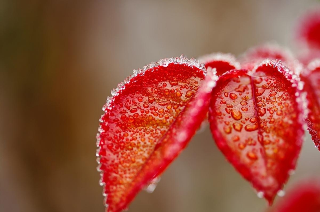 19 фото Perez Vöcking / Pixabay