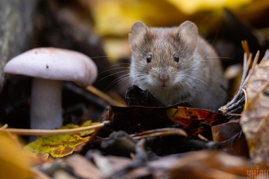 Нориця руда біля гриба / фото Чекановая