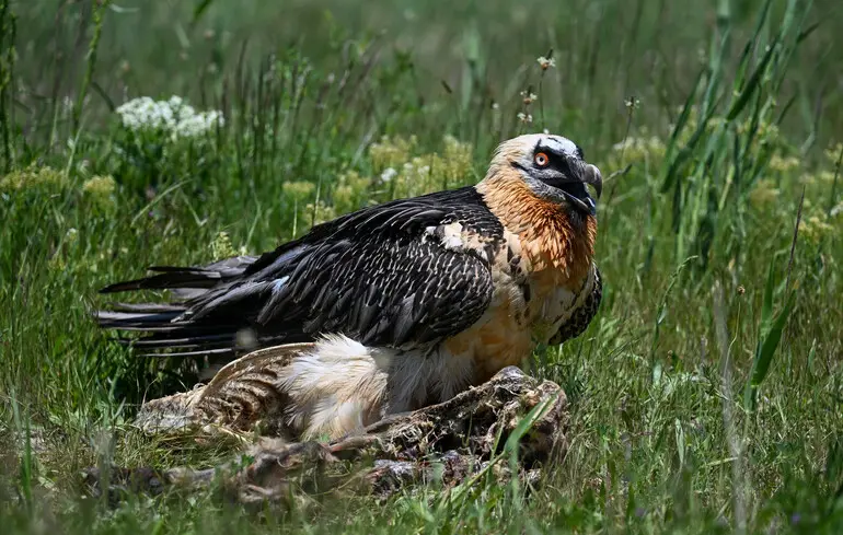Артефакти віком до 675 років знайшли в гніздах птахів - природні сховища стали унікальними музеями - новини науки 1