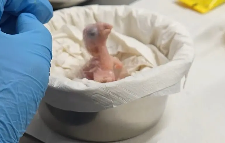 Блакитний папуга з Ріо вилупився у Бельгії - перша успішна спроба відновити рідкісний вид - новини науки 1