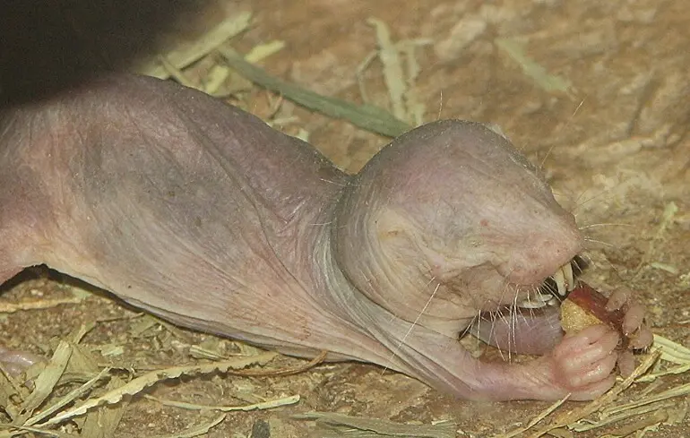 Чому голі землекопи так довго живуть - учені розповіли про механізм лагодження ДНК 1