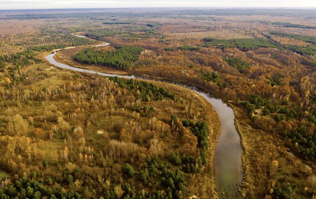Чорнобильський заповідник показав рідкісного лелеку чорного - фото 1