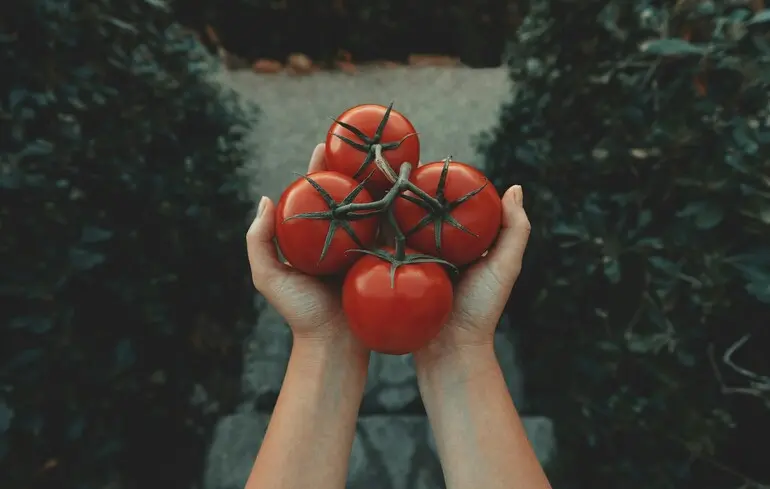 Ціна на помідори в Україні 2025 – як змінилася, скільки коштує цей продукт – новини України 1