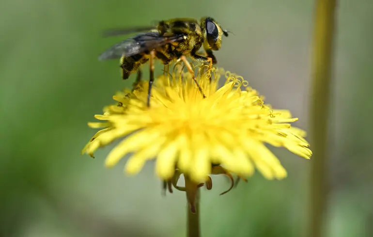 Дикі бджоли опинилися під загрозою зникнення - ЄС визнав бджіл зникаючим видом 1