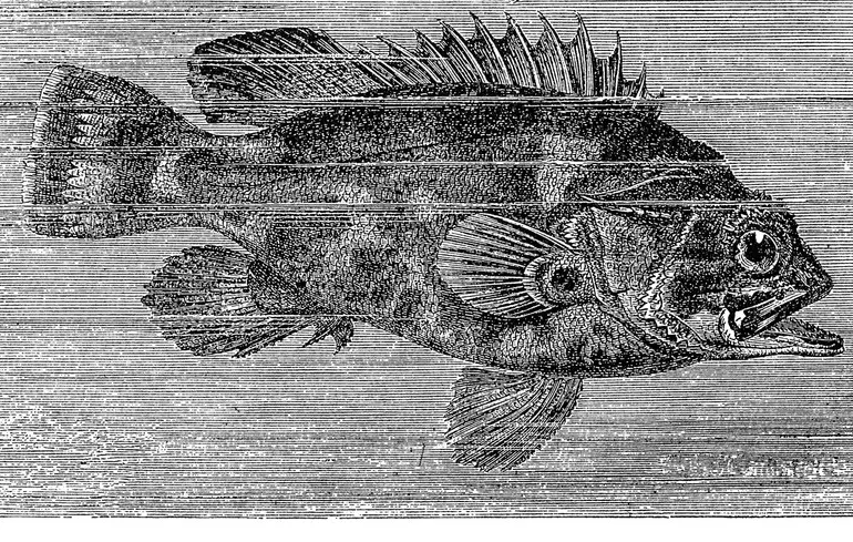 Доісторична глибоководна риба - біля берегів Британії зробили унікальне відкриття - новини науки 1