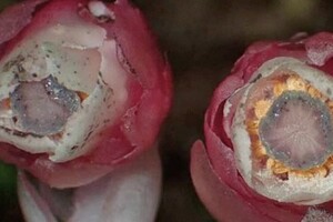 Фіолетова Земля - як виглядала планета до фотосинтезу 3