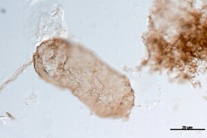 Фіолетова Земля - як виглядала планета до фотосинтезу 2