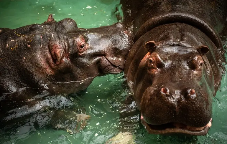 Гіпопотами у Центральній Європі пережили льодовиковий період - нові скам’янілості змінюють уявлення - новини науки 1