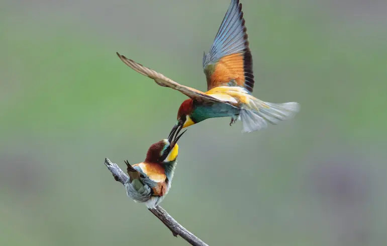 Глобальна криза біорізноманіття - понад 60% видів птахів скорочуються - новини науки 1