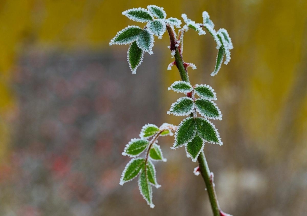 На Київщині оголошено І рівень небезпеки (інфографіка) 1 Нафото Pixabay