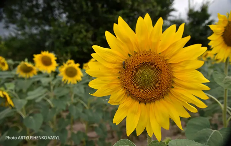 Олія подорожчає - врожай соняшнику цього року низький 1