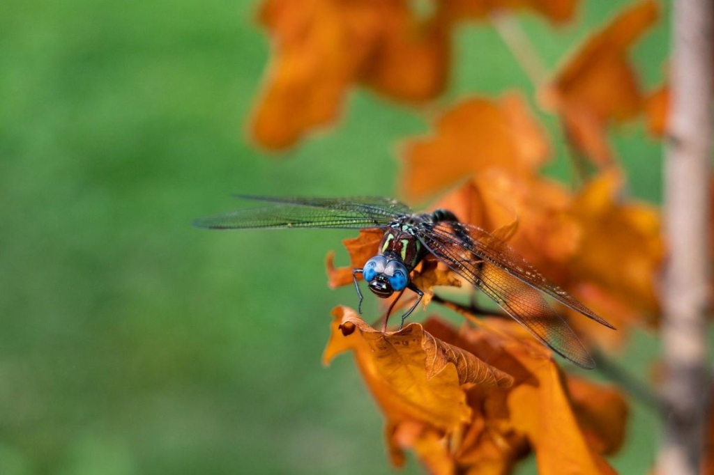 На фото Jay Warfel / Pixabay