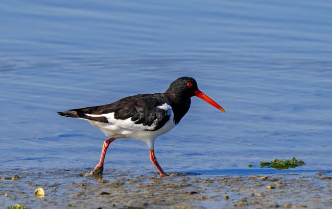 Рідкісний птах кулик-сорока залетів в Україну дорогою до Африки - орнітологи показали маршрут 1