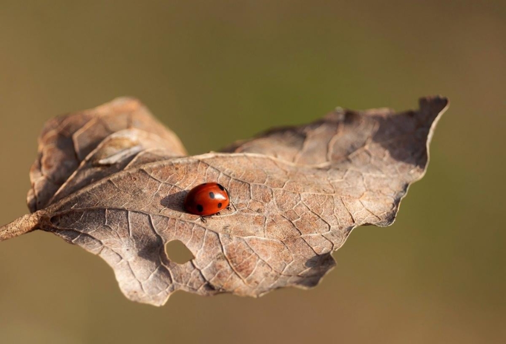 Розігріє до +18°: синоптики розказали, коли до України повернеться довгоочікуване тепло 1 Дфото Pixabay