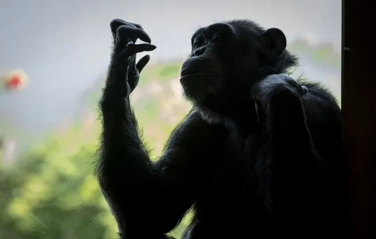 Самки живуть довше за самців - вчені підтвердили вплив еволюції на тривалість життя - новини науки 1