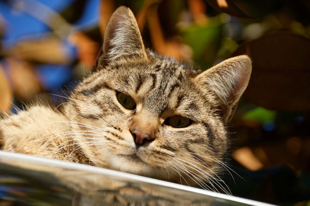Синоптикиня повідомила, коли в Україні нарешті може потеплішати 1 Пофото pexels.com