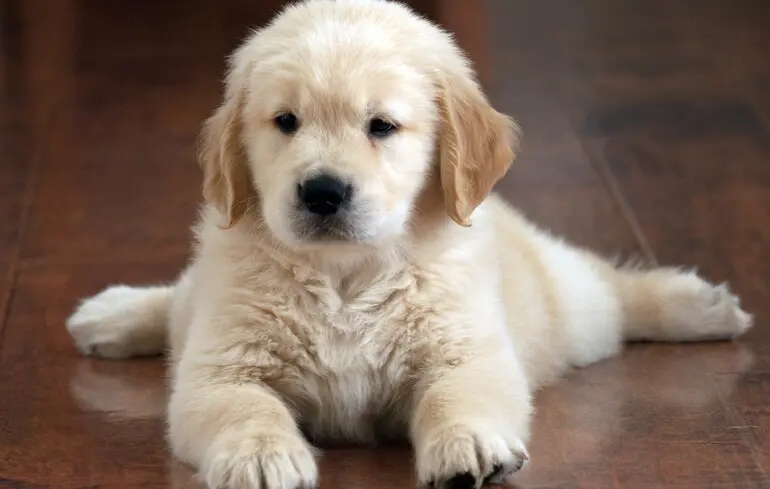 Собаки здатні зв'язувати слова зі схожим значенням - учені знайшли у тварин дивовижну особливість 1