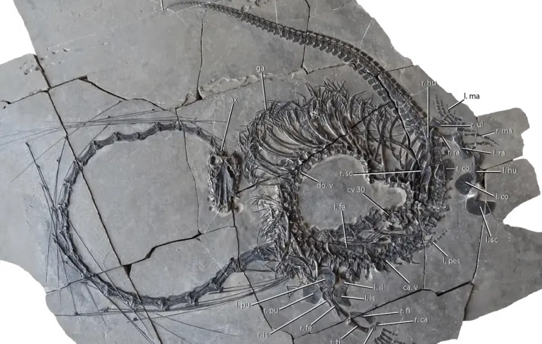 Стародавній дракон із Китаю - вчені знайшли скам'янілість морської рептилії віком 240 мільйонів років - фото 1