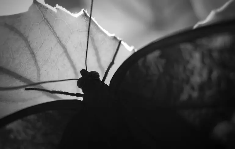 Світовий порядок – Як Путін спровокував глобальний хаос та чи можна це зупинити 1