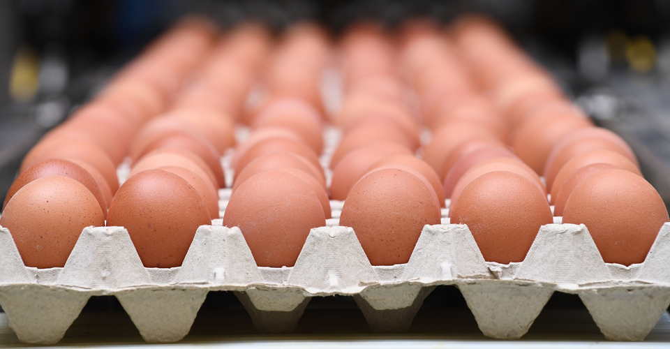 У яйцях одного з українських виробників знайли антибіотики 1