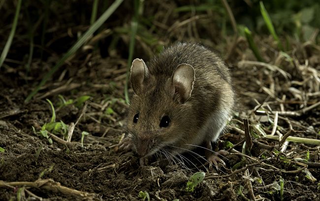 У Сумській області виявили випадки хантавірусу - чим небезпечна хвороба, яку переносять миші 1