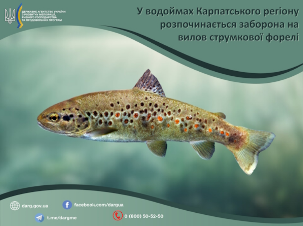 Заборона на вилов форелі чи пструга діє у регіоні Карпат - де ловити не можна, який штраф, правила 2