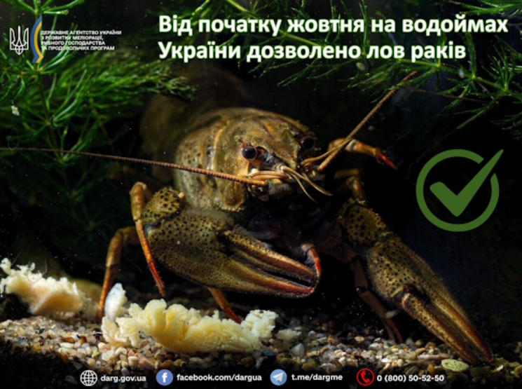 Заборона на вилов раків 2025 в Україні завершилась - як ловити без штрафів, правила рибальства 2