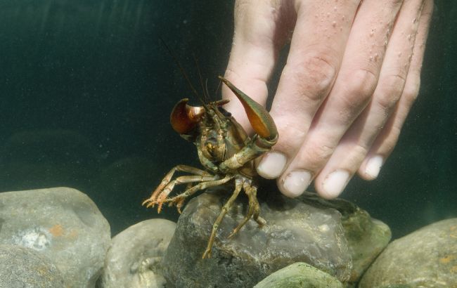 Заборона на вилов раків 2025 в Україні завершилась - як ловити без штрафів, правила рибальства 1