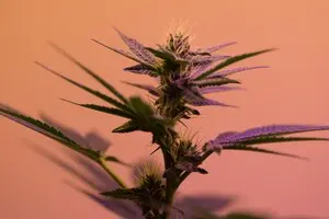 Залежність від канабісу закладена в ДНК 5