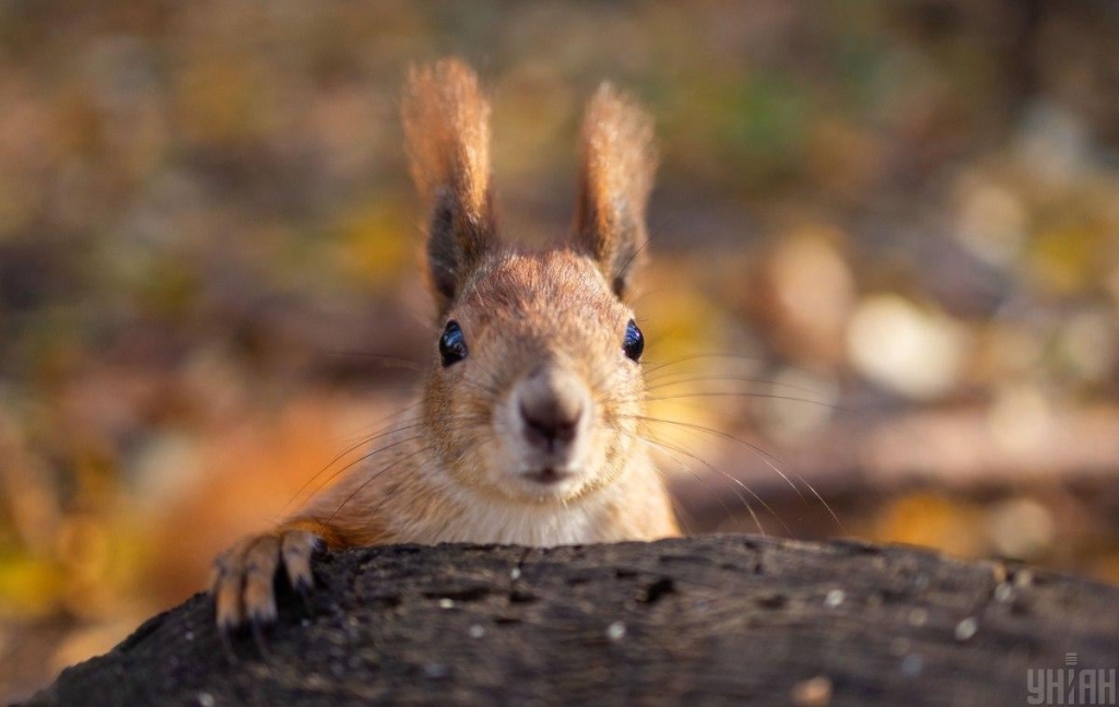 3 фото УНІАН