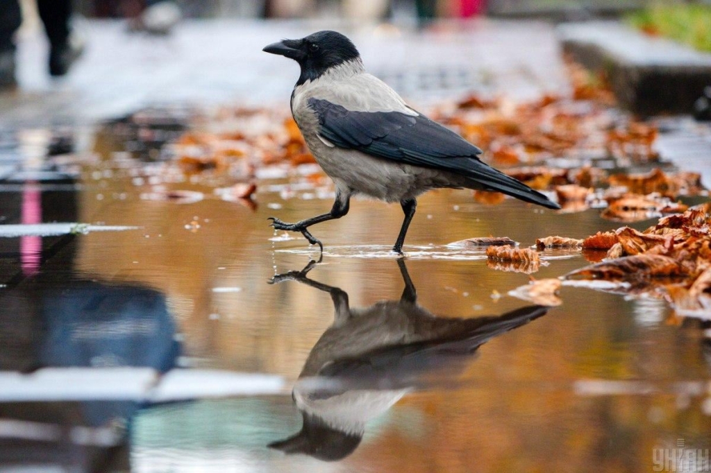 5 фото УНІАН