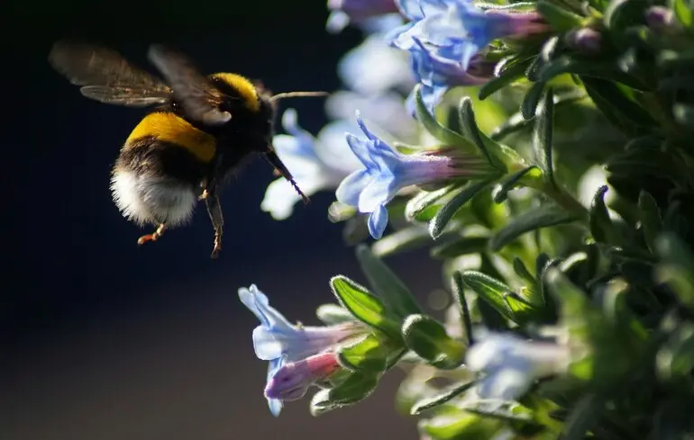 Джмелі виявилися здатними розуміти азбуку Морзе - навіщо вчені це зробили, що це означає 1
