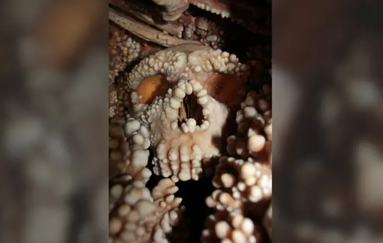 Ідеально збережений череп неандертальця спростував одну з теорій - що з'ясували вчені Ідеально збережений череп неандертальця спростував одну з теорій - що з'ясували вчені 1