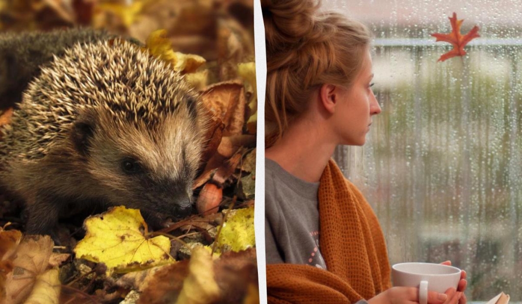 колаж УНІАН, фото pxhere.com, ua.depositphotos.com