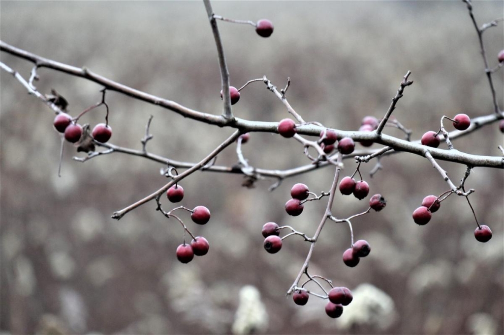 фото Anna, Pixabay