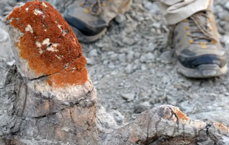 Кістки динозаврів знаходять за допомогою лишайників - дрони знаходять скам'янілості з повітря - новини науки 1