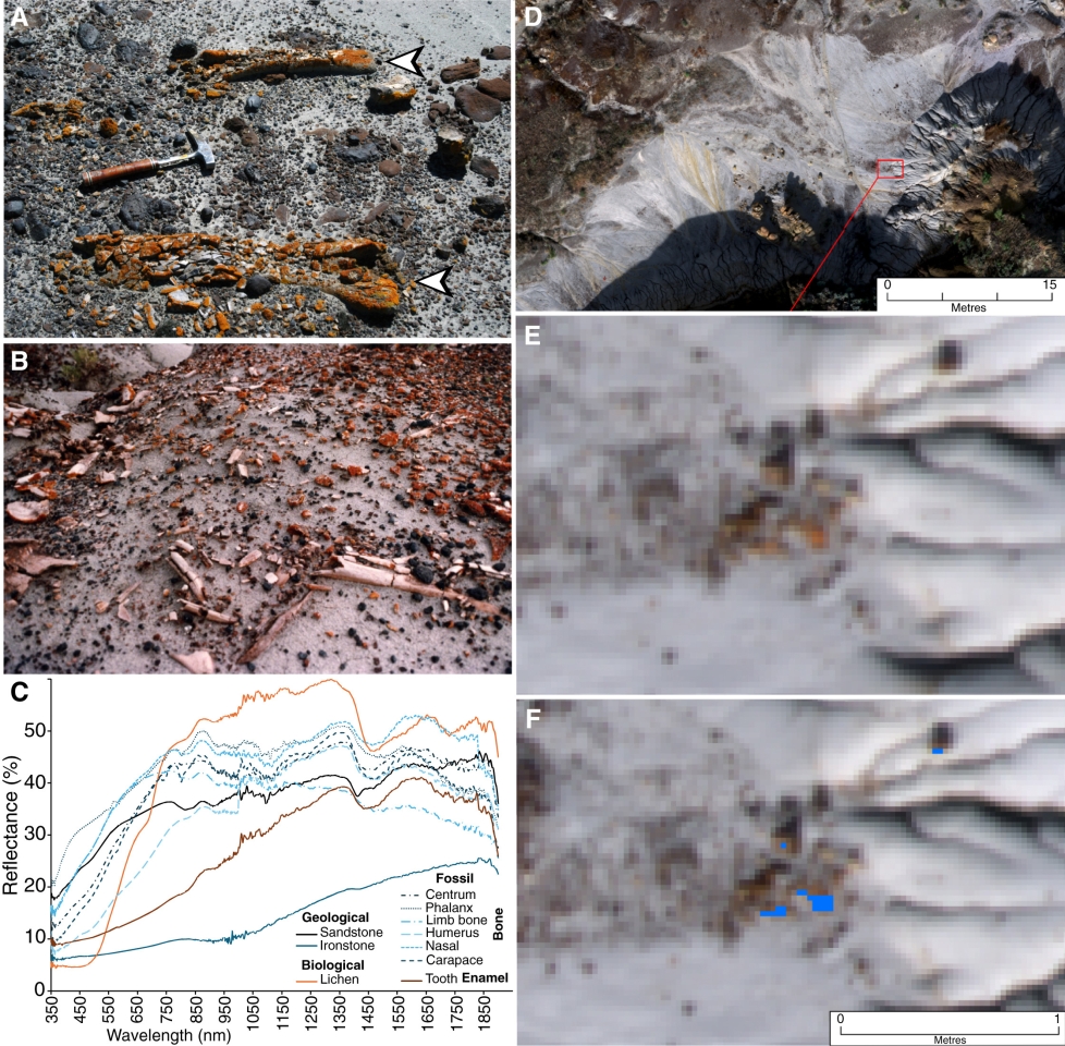 Кістки динозаврів знаходять за допомогою лишайників - дрони знаходять скам'янілості з повітря - новини науки 2
