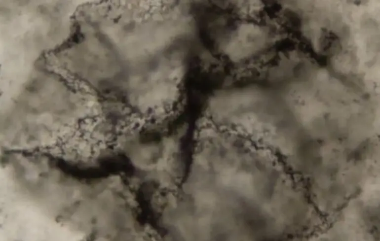 Коли виникло життя на Землі - вчені знайшли хімічні сліди життя віком 3,3 мільярда років - фото Коли виникло життя на Землі - вчені знайшли хімічні сліди життя віком 3,3 мільярда років - фото 1