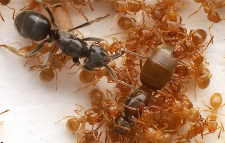 Королева-паразит може змусити мурах убити свою матір - як їй це вдається - відео 1