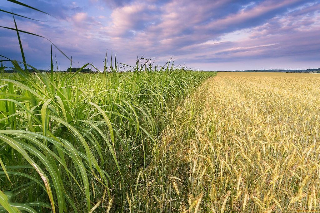 Найгірше після перемоги – хаотичний дерибан отруєних земель, – еколог 1