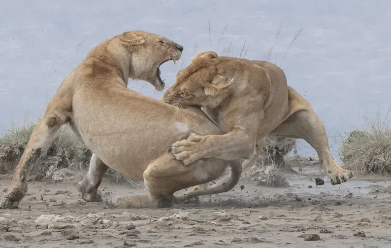 Новий вид левового рику - вчені відкрили новий спосіб гарчання левів 1